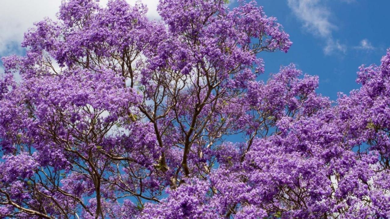 Jacaranda Tree Care: Essential Tips for Achieving Stunning Purple Blooms