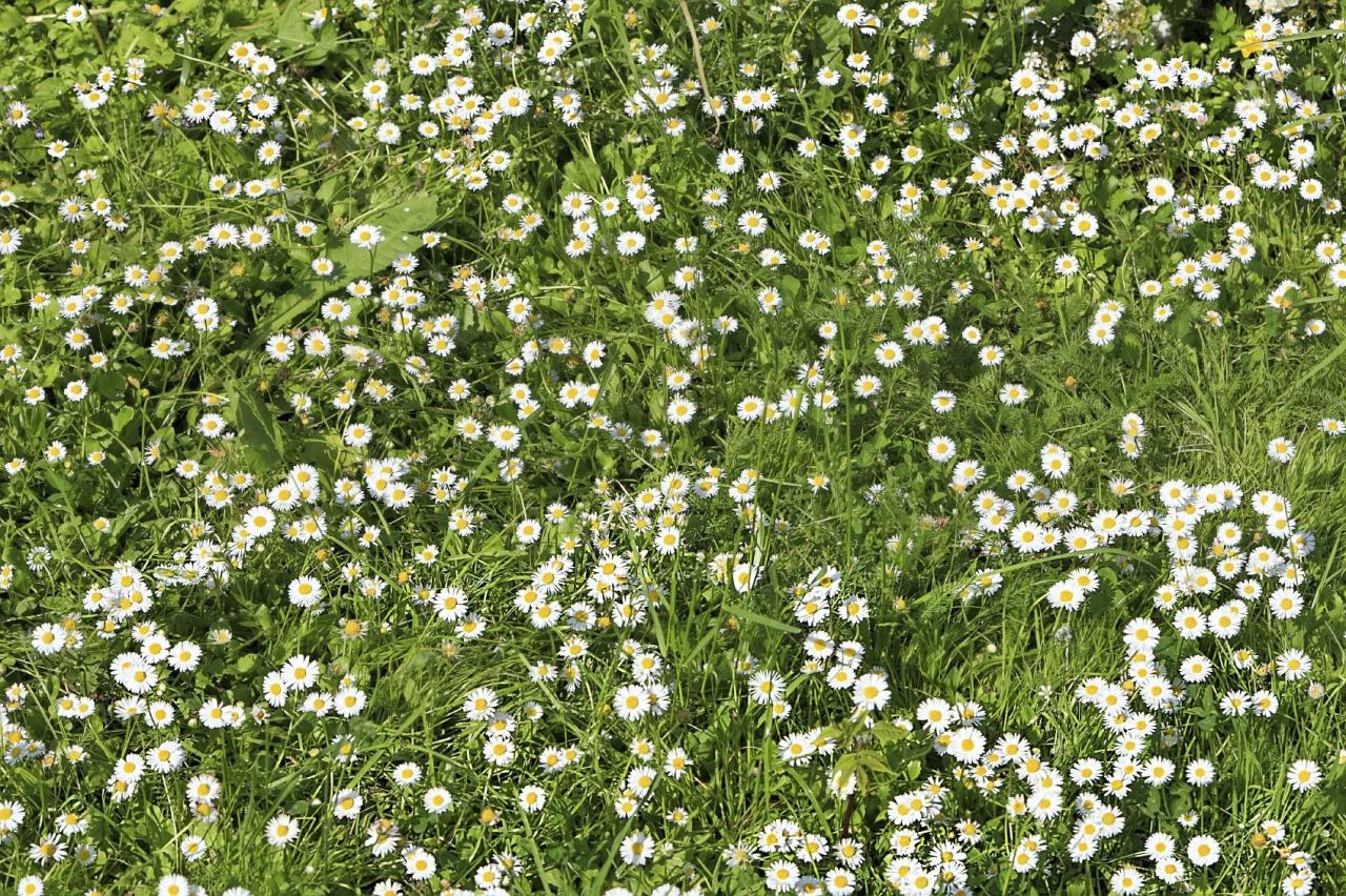 Chamomile Lawn: A Low-Water Alternative To Traditional Grass