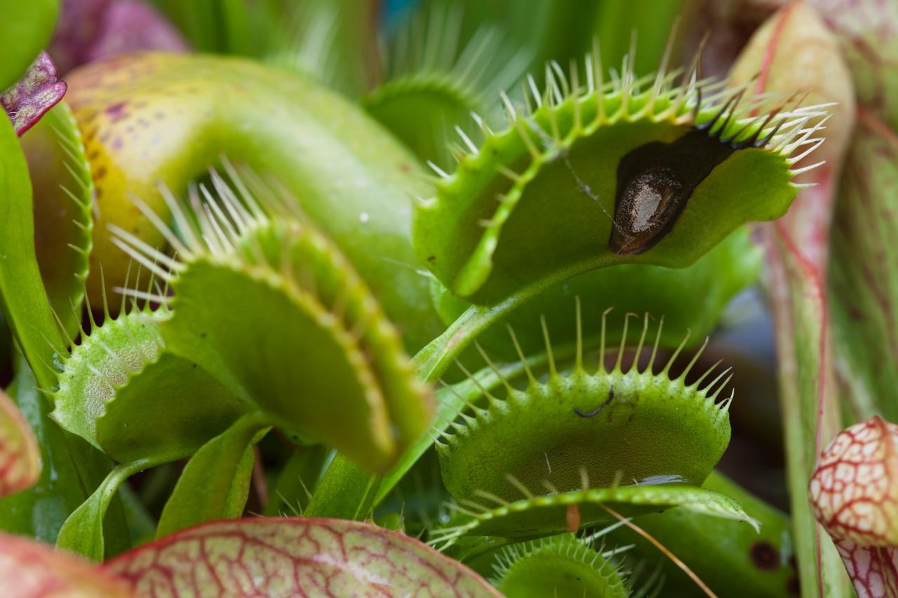 Propagating Venus Fly Traps: Tips for a Thriving Carnivorous Garden