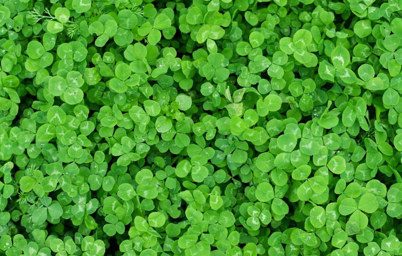 How to Achieve a Beautiful and Lucky Life with Four Leaf Clovers