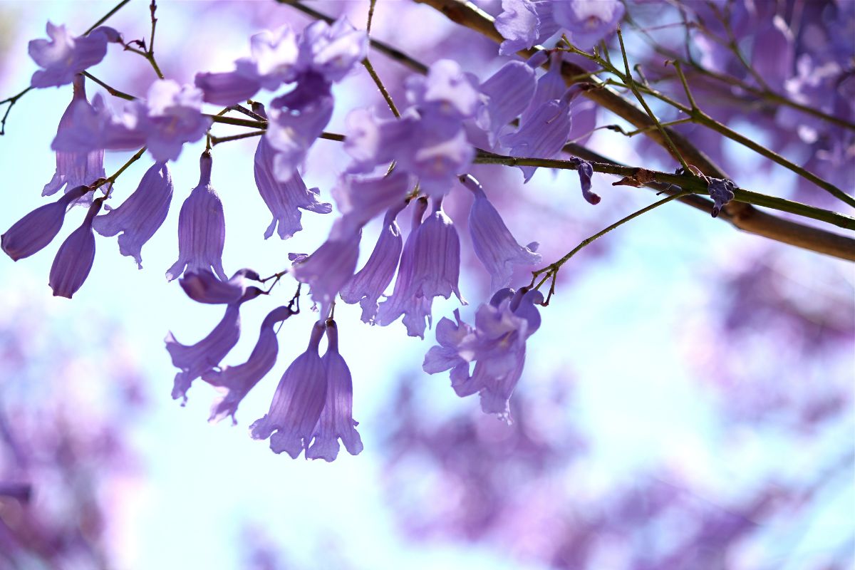 Jacaranda mimosifolia zone treesandshrubs rosewood cherry nida freeman