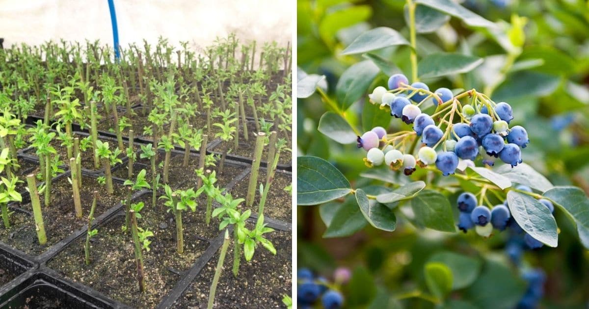 How to Expand Your Blueberry Bush Garden with Proven Propagation Techniques