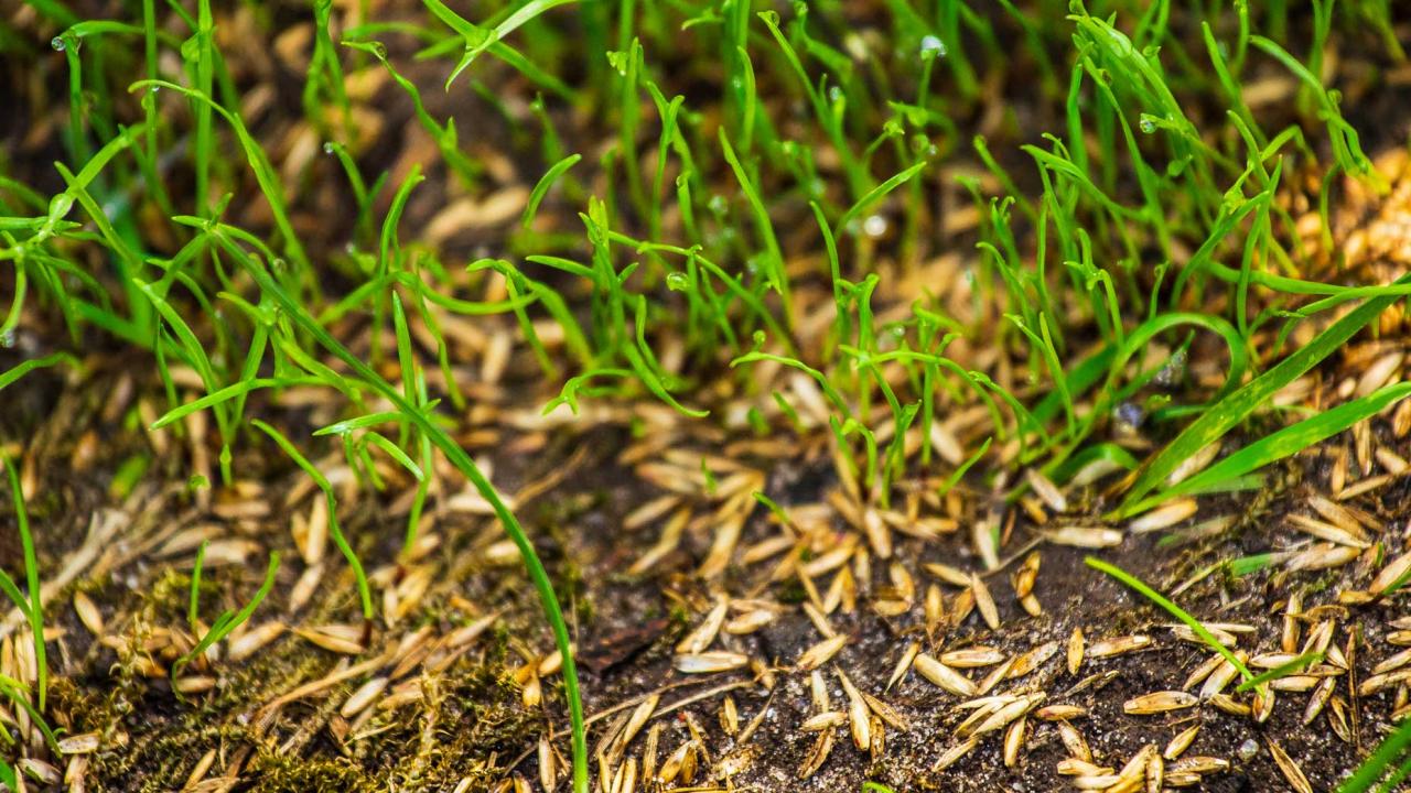 The Ultimate Timing Guide for Grass Seed Sowing: Achieve Lawn Perfection