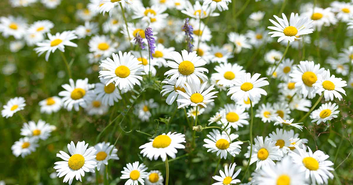 Chamomile Lawn: A Low-Water Alternative To Traditional Grass