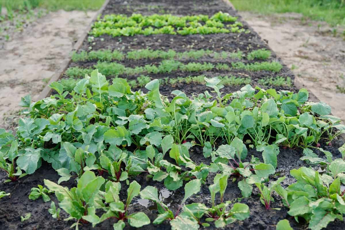 The Disadvantages of Planting the Wrong Vegetables in Raised Beds