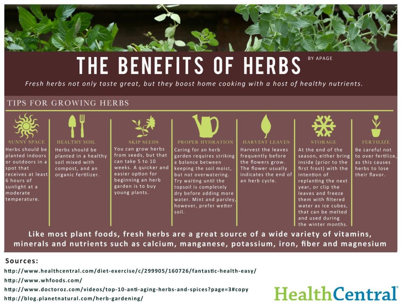 Why Biota Herb Should Be a Staple in Your Wellness Cabinet