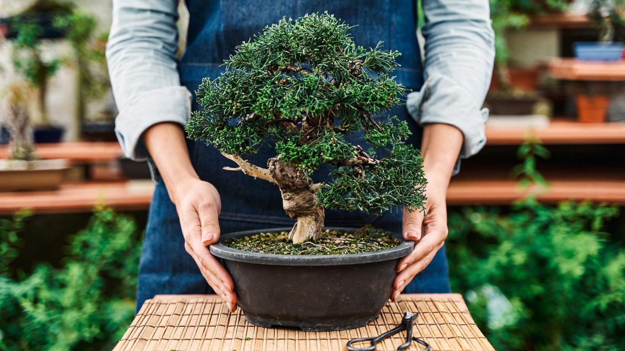 Bonsai Care Tips For Long-Lasting Trees