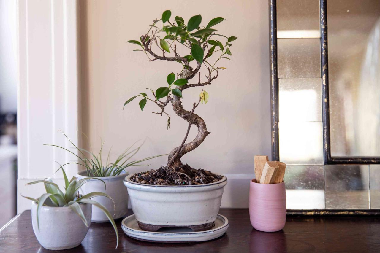 Bonsai Care Tips For Long-Lasting Trees