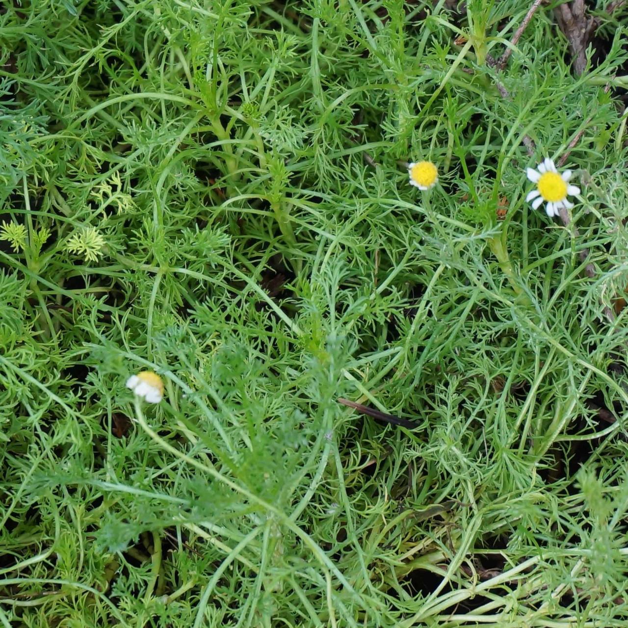 Lawn chamomile grow babylonstoren own