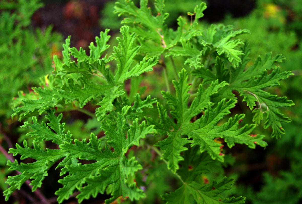 Grow a Pest-Free Garden with Citronella Plants