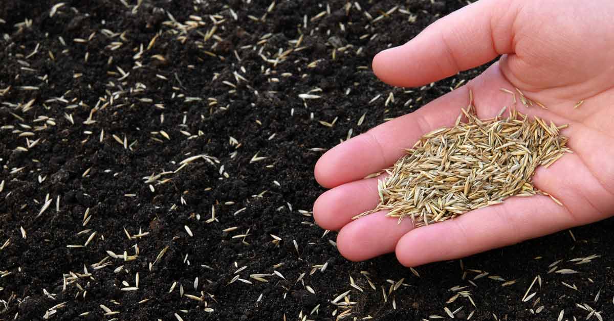 The Best Grass Seed Varieties for September Planting