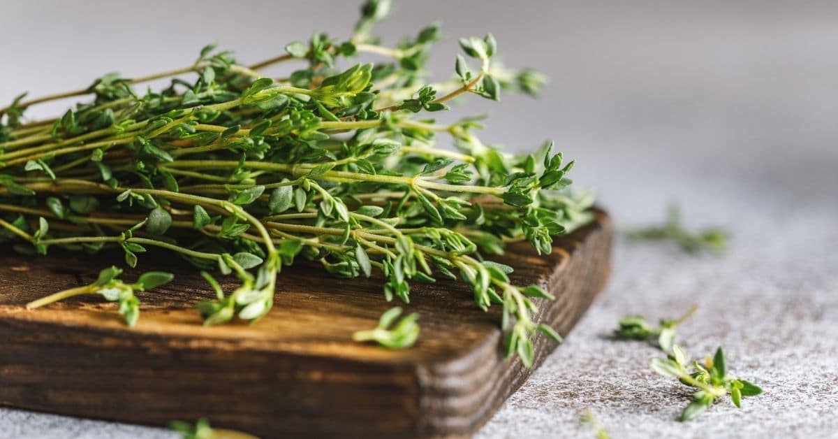 Discover the Delicious Potential of Thyme Piece in Your Cooking