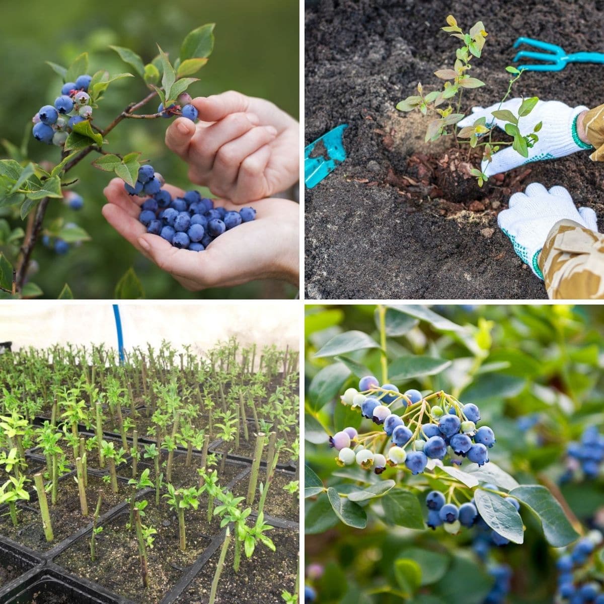 How to Expand Your Blueberry Bush Garden with Proven Propagation Techniques