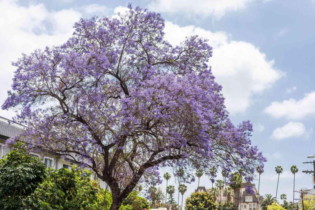 Jacaranda Tree Care: Essential Tips for Achieving Stunning Purple Blooms