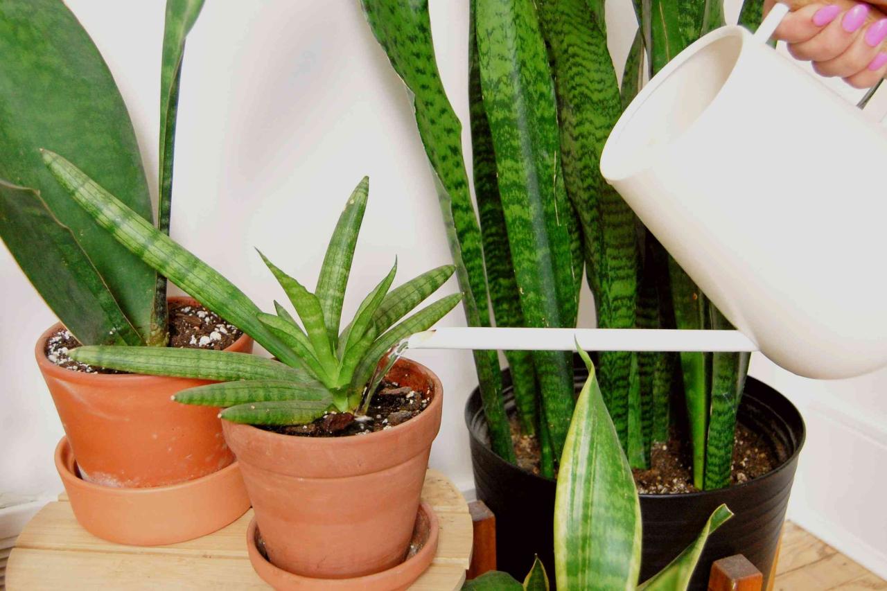 How Often to Water Snake Plants in Low-Humidity Environments?