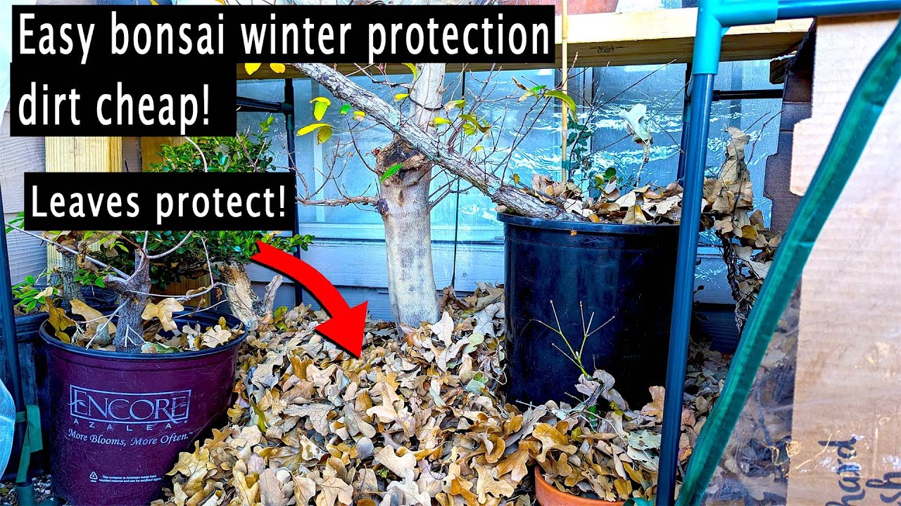 Tips For Protecting Your Juniper Bonsai In Winter