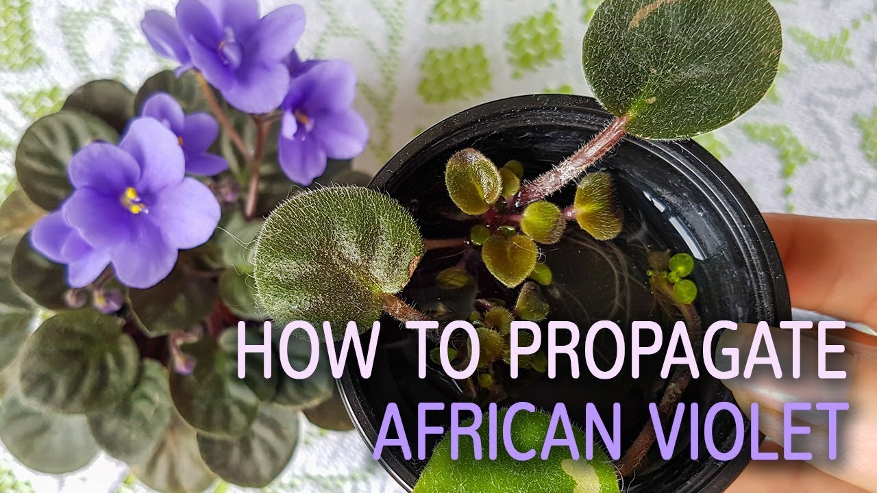 How to Propagate African Violets in Containers and Save Space