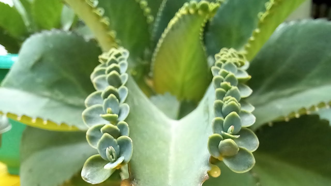 Simple and Effective Ways to Propagate Mother of Thousands