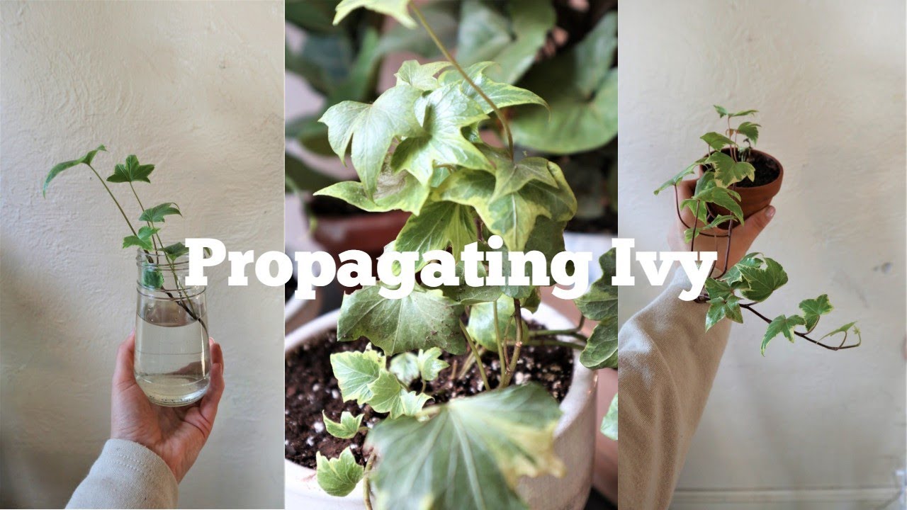 How to Propagate Ivy Successfully: Tips & Tricks from the Experts