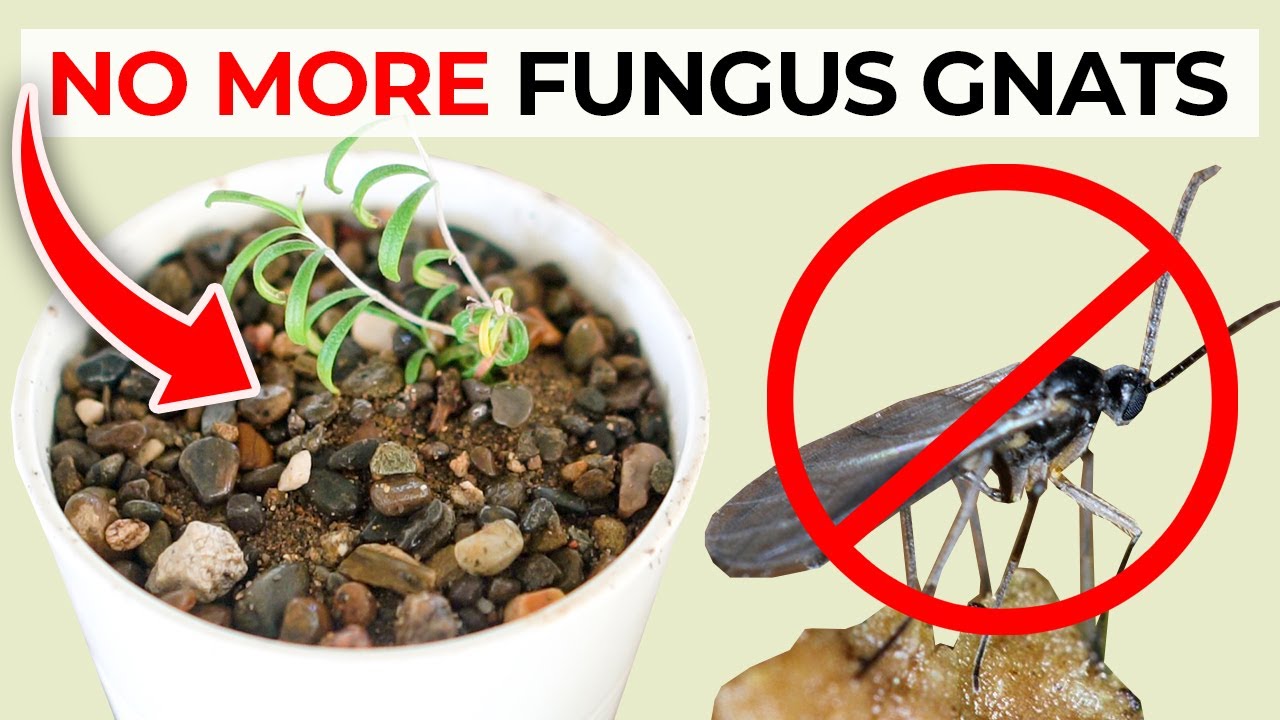 How to Get Rid of Fungus Gnats in Your Garden Plants