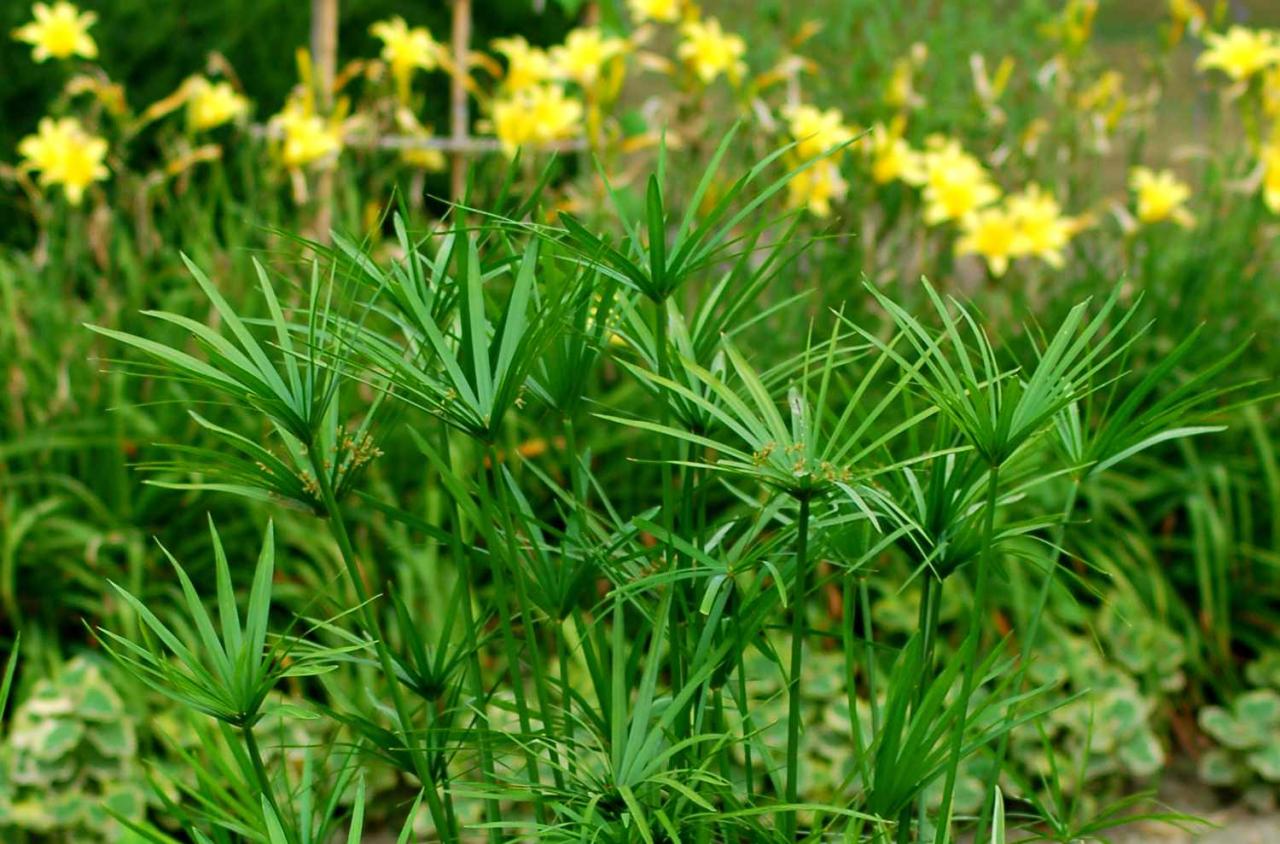 Discover the Benefits of Growing Papyrus Plant: Tips for an Elegant Garden Feature