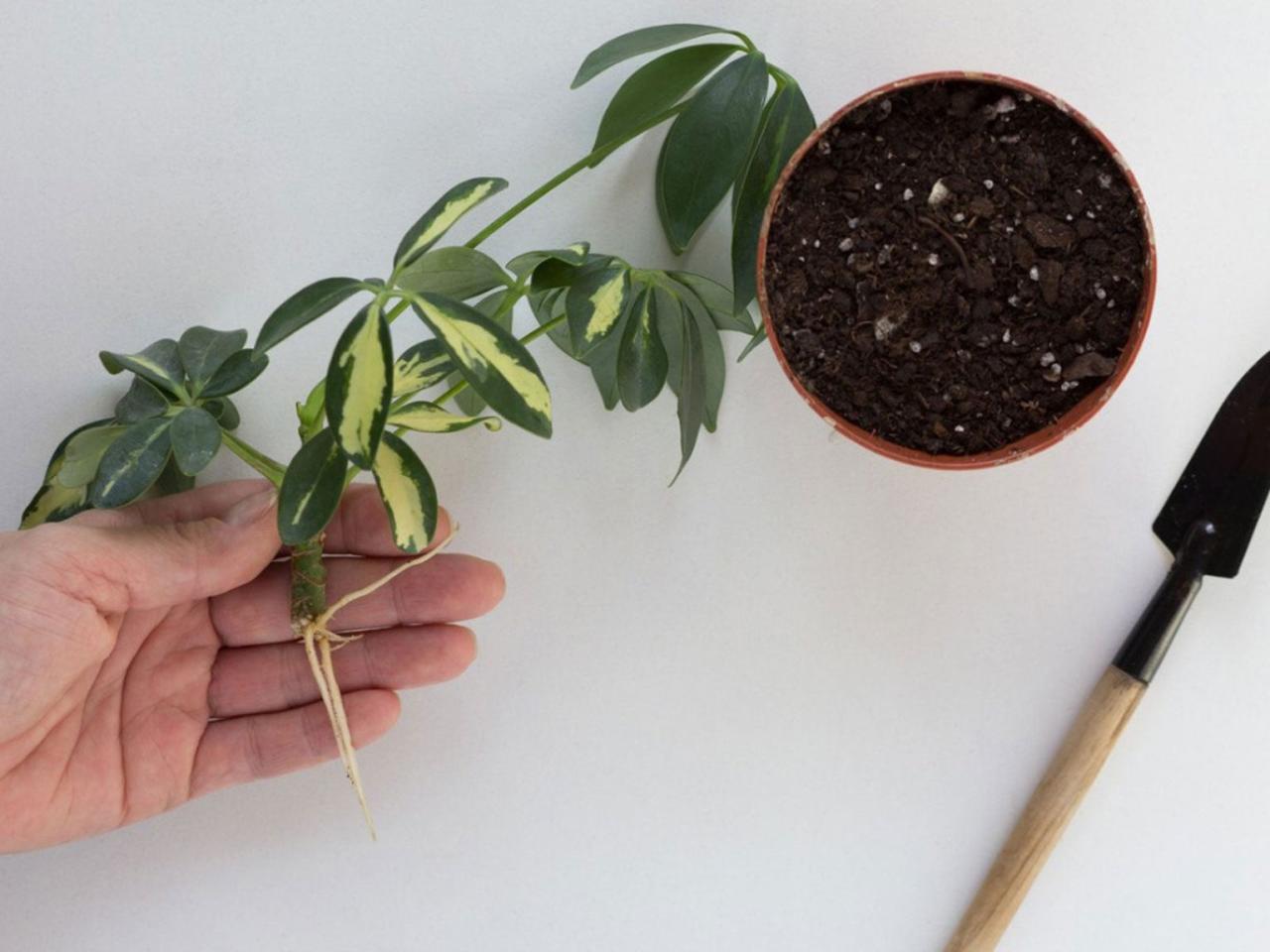 Expand Your Schefflera Plant Collection with Proven Techniques