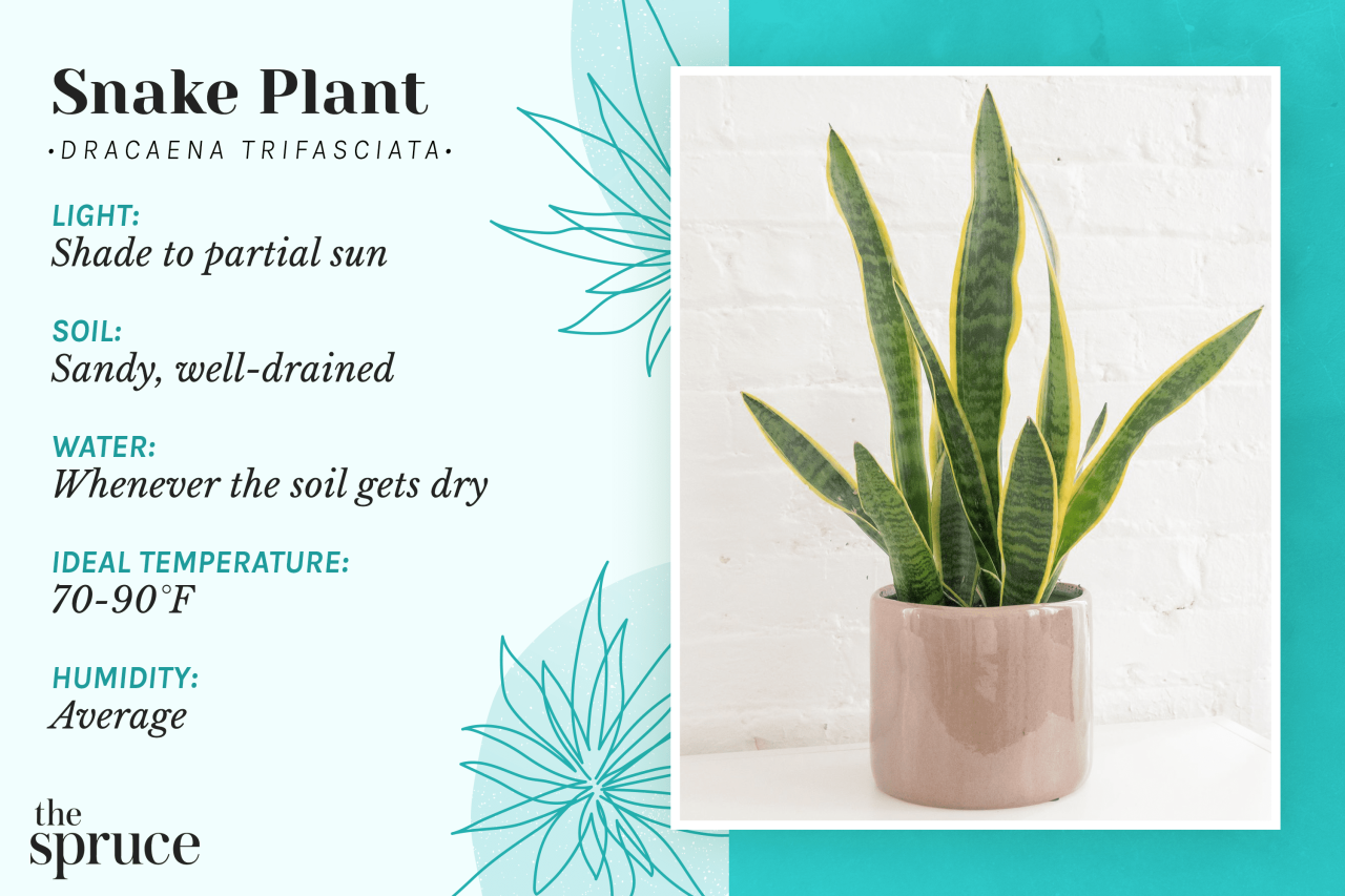 Snake Plant Care 101: Watering Tips for Beginners