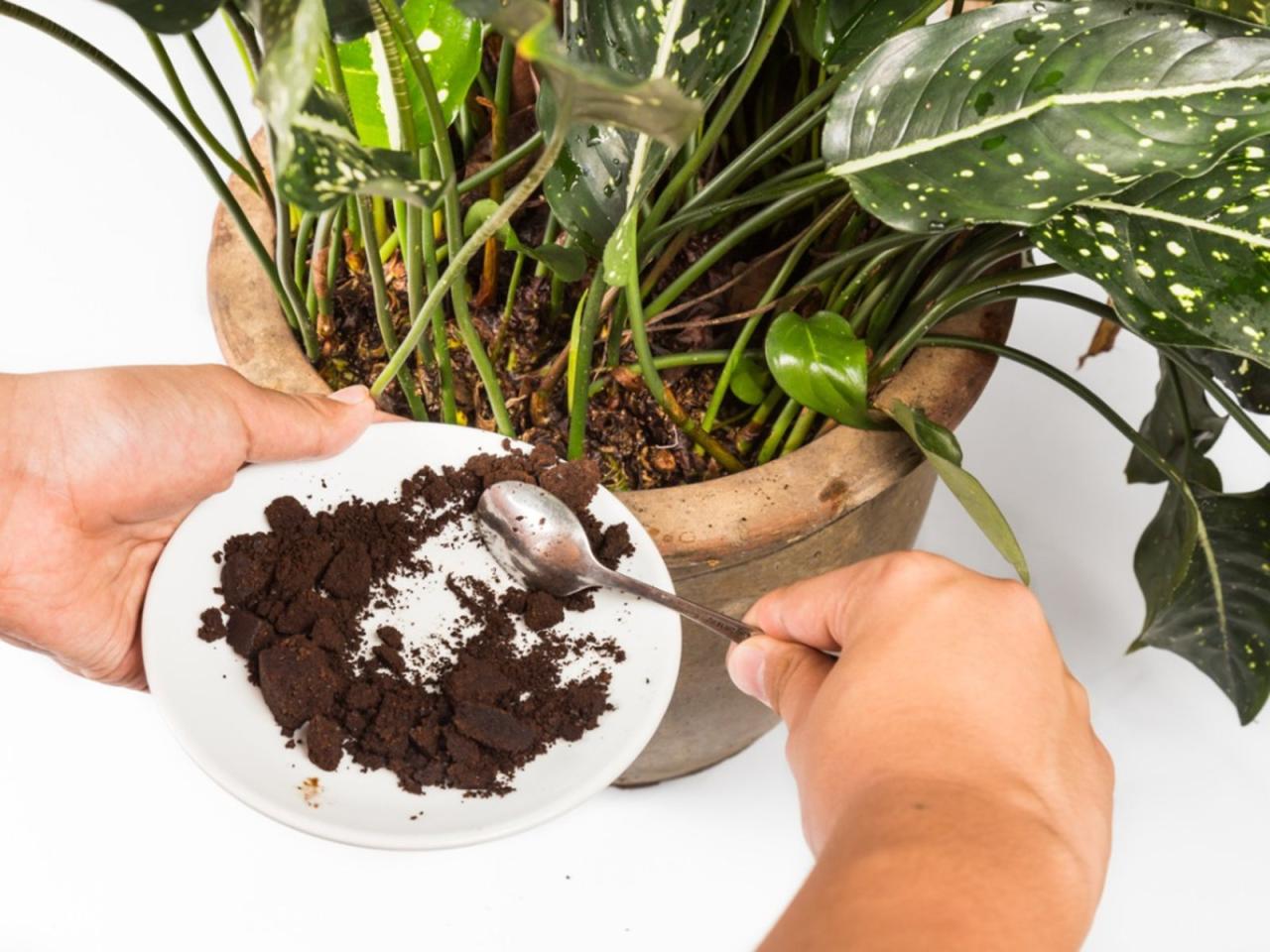 How to Use Coffee Grounds to Control Pests in Your Garden