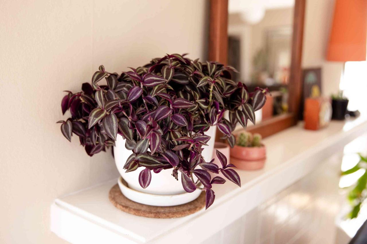 Grow Tradescantia Like a Pro: The Ultimate Propagation Guide